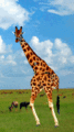 Giraffe.gif