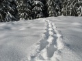 Spuren im Schnee.jpg