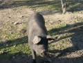 778px-Iberisches Schwein.jpg