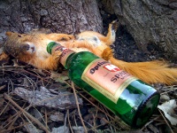 Eichhörnchen mit Bierflasche.jpg