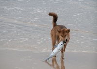 800px-The Dingo Finds a Dead Fish.jpg