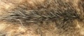 800px-Opossum fur.jpg