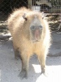 449px-Capybara01.jpg