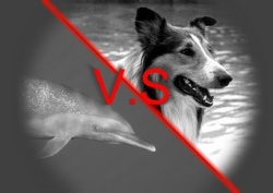 Lassie vs flipper.jpg