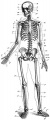 251px-Skelett-Mensch-drawing.jpg