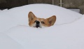 Hund im Schnee.jpg