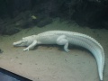 Weisser Alligator.jpg