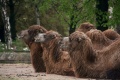 Bactrian-Camels.jpg