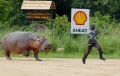 Hippo jagt man.jpg