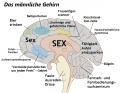 Männliches Gehirn.jpg