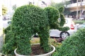 Elephant topiary.jpg
