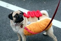 Hot Dog-Hund.jpg