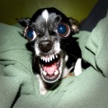 Killer Chihuahua.jpg